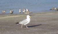 The undiscriminating seagulls