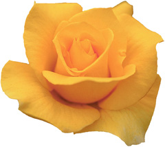 yellow rose